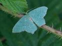 Hemithea aestivaria (Common Emerald).jpg